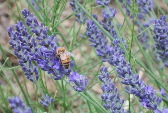 ape e lavanda